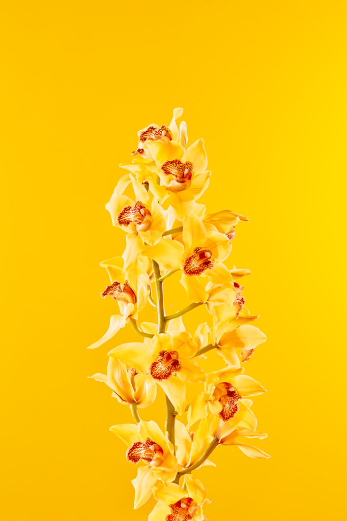 Fleurs
