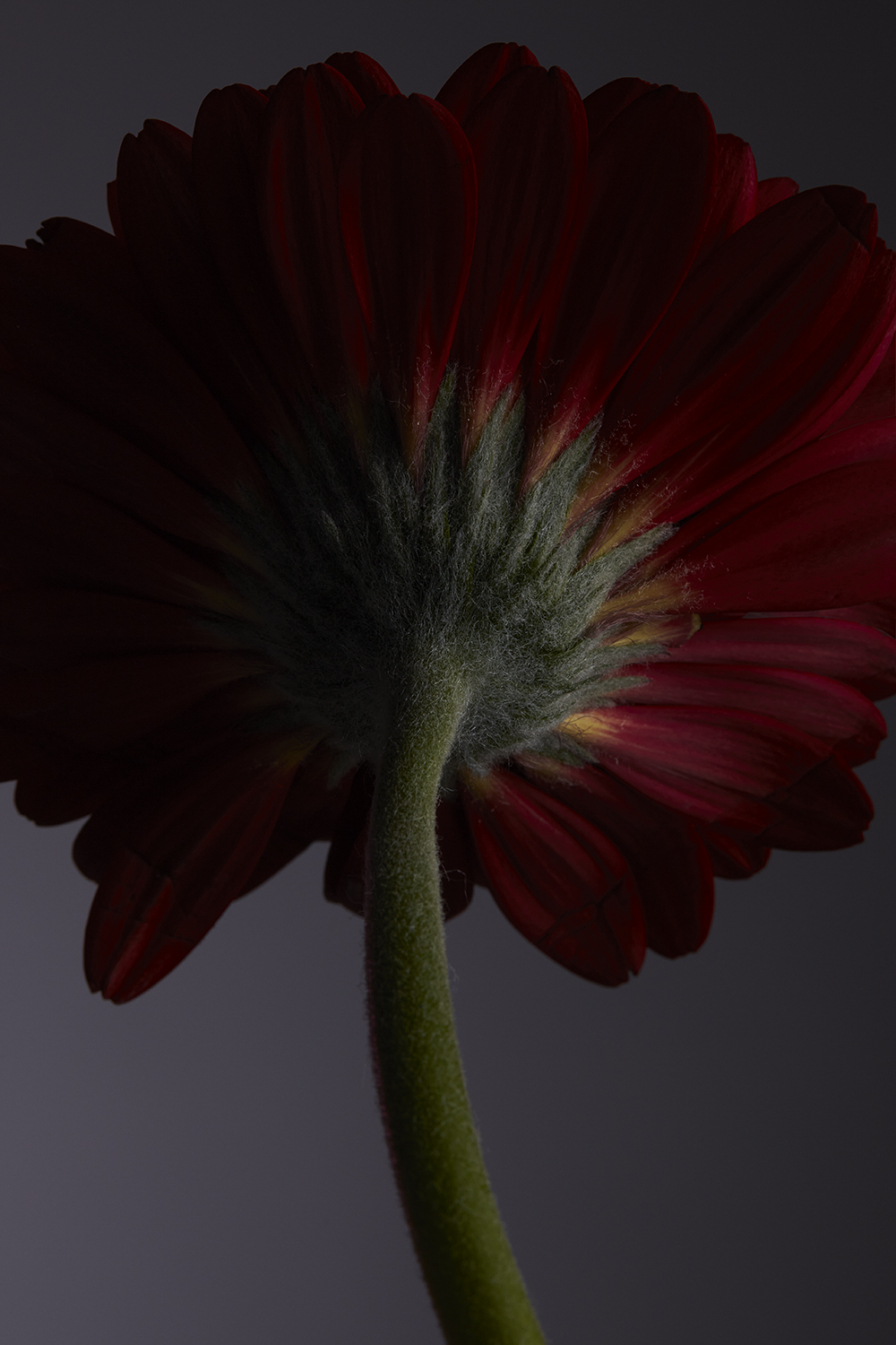 Dark flower